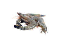 Šaldytos didžiosios tigrinės krevetės, nevirtos, su galvomis, su kiautais, 13/15, 20% glazūros, 1kg