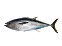 Mėlynpelekis tunas, skrostas, 28+kg, užaugintas ūkyje