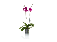 Dvistiebė orchidėja, 1 vnt