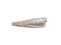 Šaldyta argentininė jūros lydeka, be galvos, be uodegos, 400-600 g, ~1 kg