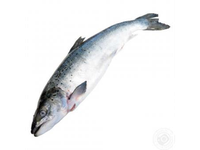 Šaldyta lašiša, su galva 1-2 kg