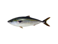Japoninė seriolė (Hamachi), skrosta, su galva, ~9kg