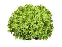 Garbanotosios salotos, ~100g, vnt