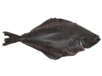Atlantinis paltusas, skrostas, su galva, 1-3 kg