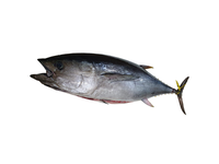 Geltonpelekis tunas, skrostas, 28+kg