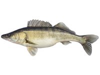 Paprastasis sterkas, neskrostas, 0,8-3kg