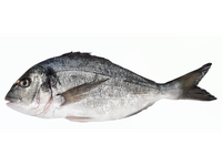 Šaldyta dorada su galva, skrosta, 300 - 400, glazuruota, ~1 kg