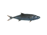 Geltondryžė riebžuvė, skrosta, su galva, ~10 kg