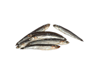 Šaldyti europiniai ančiuviai, 12-14g, be glazūros, 1 kg