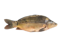 Atvėsintas karpis, skrostas, su galva, 1,2-1,5kg, 5kg