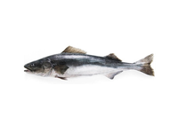 Mažoji angliažuvė, skrosta, 1,8-2,7 kg, užauginta ūkyje