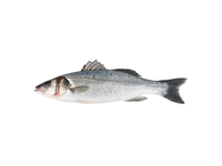 Paprastasis vilkešeris IKEJIME 2600+