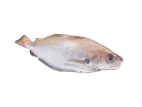 Prancūzinė menkutė, skrosta, ~2,5kg