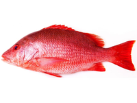 Rausvasis rifešeris, skrostas, su galva,~1kg