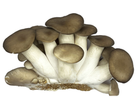 Grybai MYCOS ROYALE "Juodasis Perlas", fasuoti 200 g