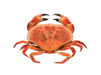Šaldytas paprastasis uolinis krabas, virtas, 400-600 g