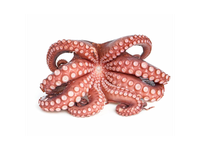 Šaldytas paprastasis aštuonkojis,valytas,nevirtas,4-6kg,0% glazūra,~5kg