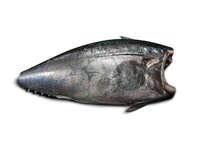 Paprastasis mėlynpelekis tunas, skrostas, be galvos, be uodegos kg