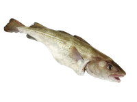 Atvėsinta atlantinė menkė, skrosta, su galva 400-500g