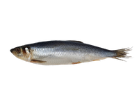 Silpnai sūdyta Atlantinė silkė, su galva, neskrosta, 350+g  kg