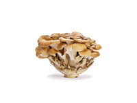 Kuokštinė grifolė, 150 g