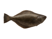 Atlantinis paltusas, skrostas, su galva 5-7 kg