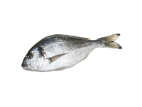 Atšald. auksasp. dorados, neskr. su g., 1 kg