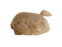 Paprastasis otas, skrostas, su galva, 1,5-2 kg, ~10kg