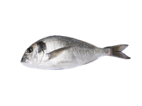 Auksaspalvė dorada, neskrosta, su galva, 1-1,5 kg, užauginta ūkyje