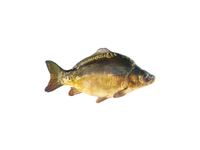 Atvėsintas paprastasis karpis KINTAI, 1 kg