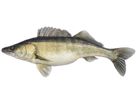 Paprastasis sterkas, neskrostas, su galva, 1-2 kg