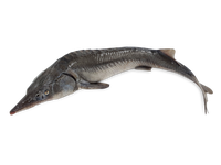 Sibirinis eršketas, skrostas, su galva, 1,5 - 3  kg