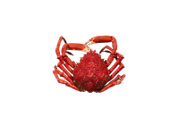Šaldyti, virti, paprastieji vorkrabiai 600-800g.