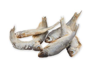 Vytintos kuojos, neišdarinėtos, 1 kg