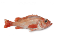 Didysis jūrinis ešerys, neskrostas, su galva, 0,7-1,5 kg