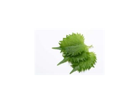 Lapai SHISO, žali, 15 vnt.