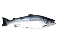Atvėsinta atlantinė lašiša, su galva, skrosta, 6+ kg
