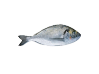 Auksaspalvė dorada, neskrosta, ~0,45kg