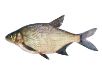 Paprastasis karšis, neskrostas, atvėsintas, 1kg+