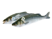 Paprastasis vilkešeris IKEJIME 1,1 kg-1,4 kg