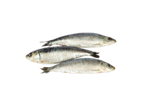 Sušaldytos europinės sardinės, 60-115g, be glazūros, 1 kg